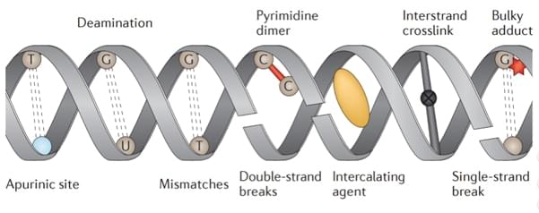 An overview of types of DNA damage