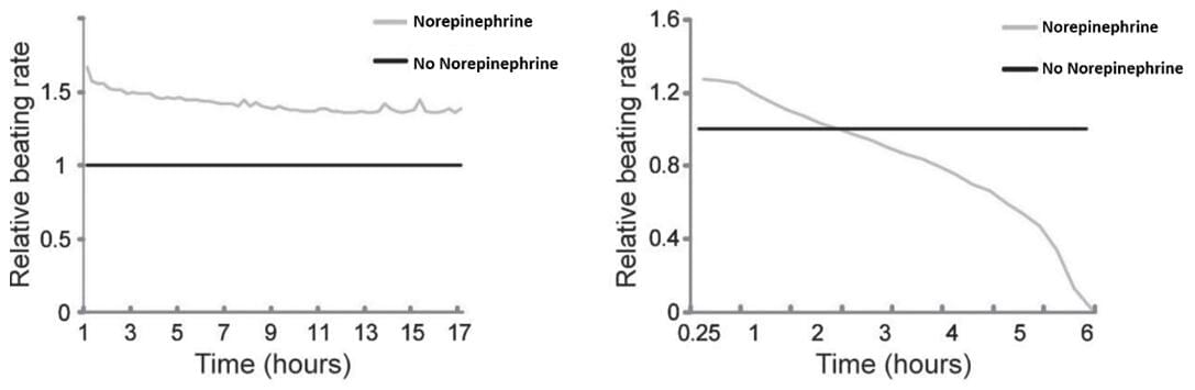 Heart failure model cells (right) are more susceptible to norepinephrine treatment compared to control cells (left)