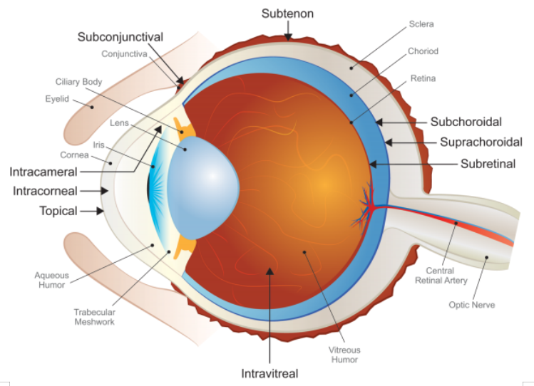 Ocular Disease Models