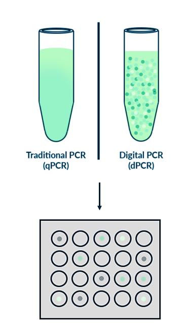 Figure 1. qPCR vs Droplet Digital PCR (ddPCR). With qPCR, one measurement is made whereas with Droplet Digital PCR (ddPCR), many measurements are made.