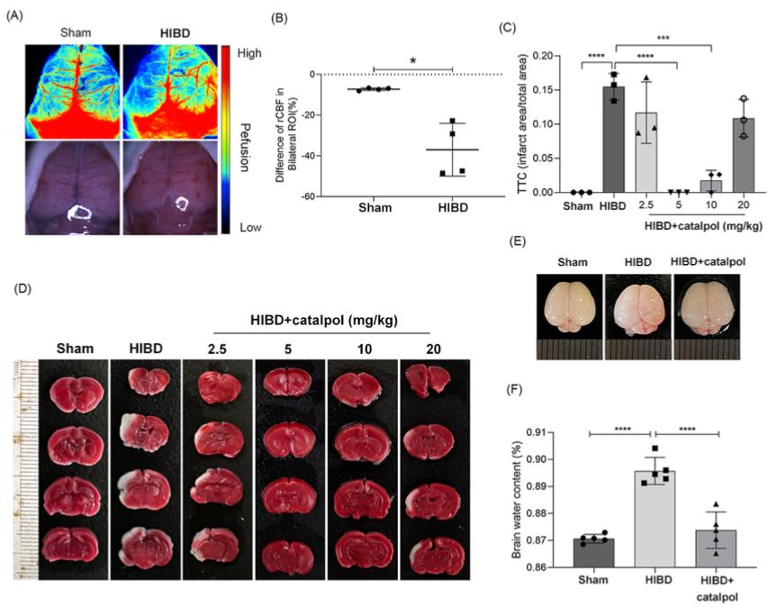 Fig. 2 Catalpol alleviated brain injury in a neonatal rat model of HIBD.