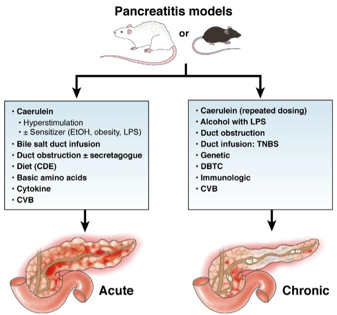 Fig. 1 Rodent models most commonly used to study acute and chronic pancreatitis.